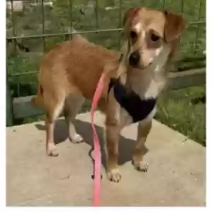 lost female dog foxy brown