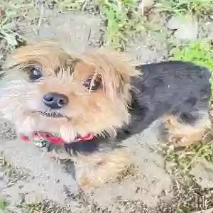 lost male dog spunky