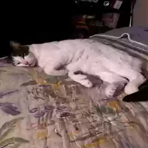 lost male cat unknown
