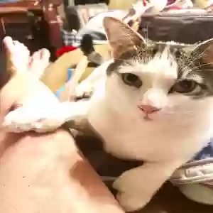 lost male cat raptor