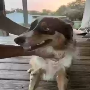 found male dog unknown