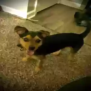 lost female dog maijr