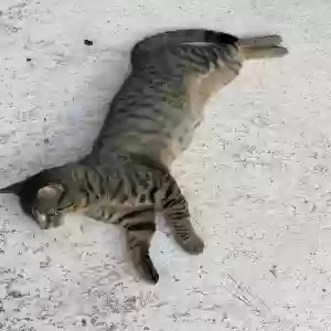 lost male cat unknown