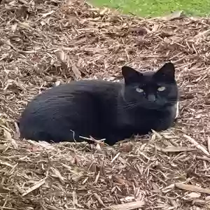 lost male cat freddy