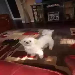 lost female dog demi