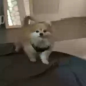 lost male dog rambo