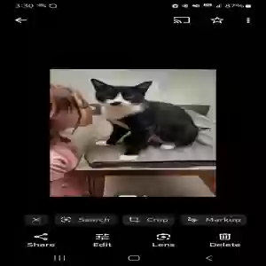 lost female cat scarlett