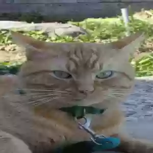 lost male cat jinji