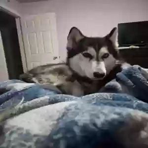 lost female dog nyla