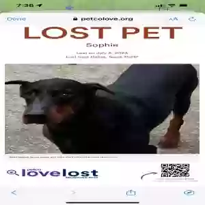 lost female dog sophie