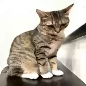 lost female cat unknown