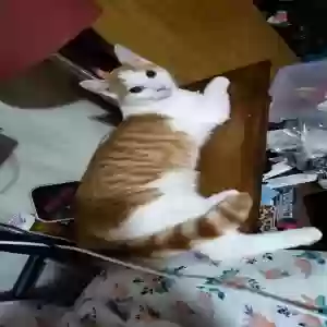 lost male cat loki