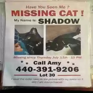 lost female cat shadow