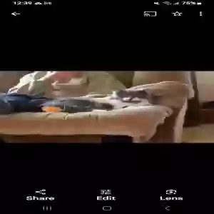 lost male cat rocko