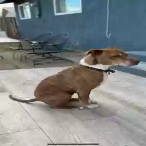 lost male dog stanley