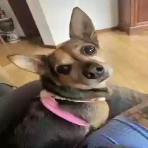 lost male dog toby