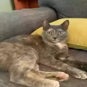 lost female cat dobbs