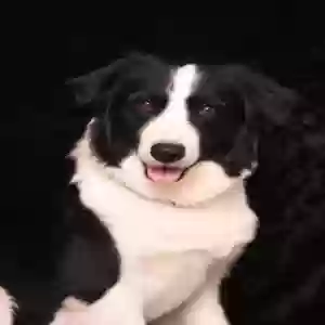 lost male dog unknown