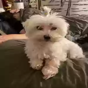lost male dog charlie