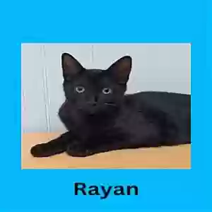 lost male cat rayan