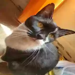 lost male cat mick