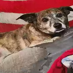 lost male dog eagle