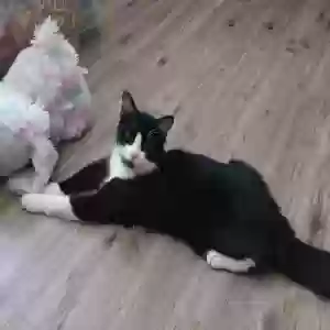 lost male cat maxwell