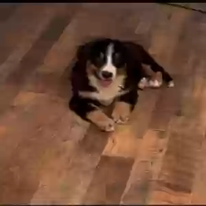 lost female dog bella