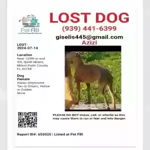 lost female dog azizi