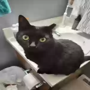 lost female cat natasha