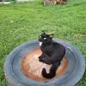 lost male cat shadow