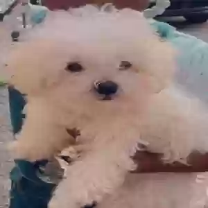 lost male dog dior