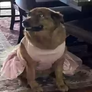 lost female dog bella luna