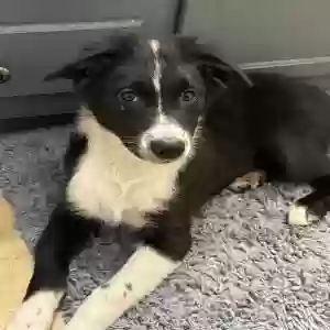 lost male dog uther