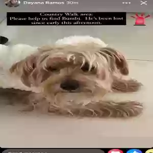 lost male dog bumby