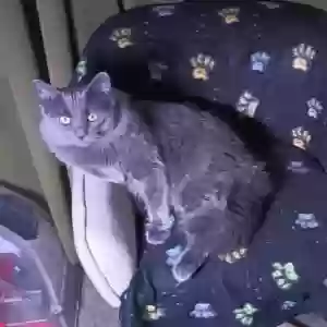 lost male cat netayum