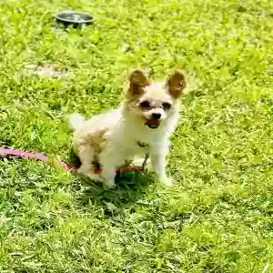 lost female dog miracle