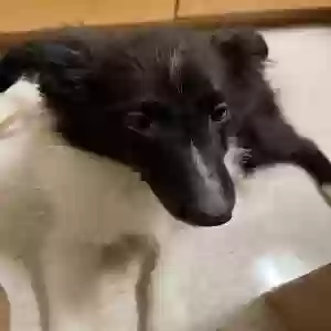 lost female dog pig