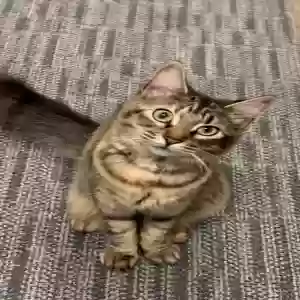 lost female cat trixie