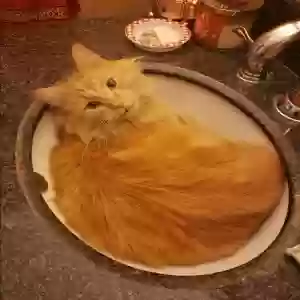 lost male cat mac (doodle)