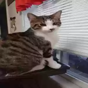 lost male cat clyde