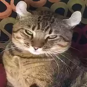 lost male cat dresden