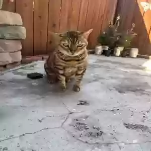 lost male cat boo