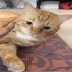 lost male cat raya it’s a male cat