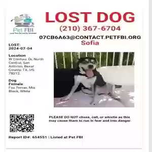 lost female dog sofía