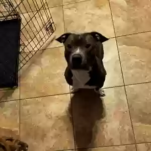 lost male dog blue