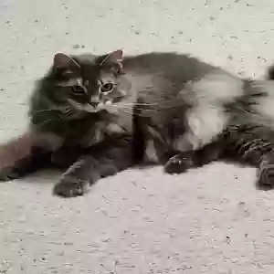 lost male cat cruz