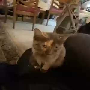 lost female cat brownie