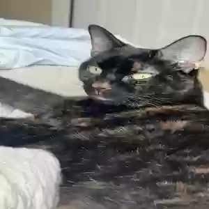 lost female cat saturn