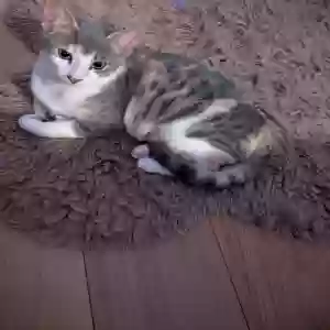 lost female cat trixie